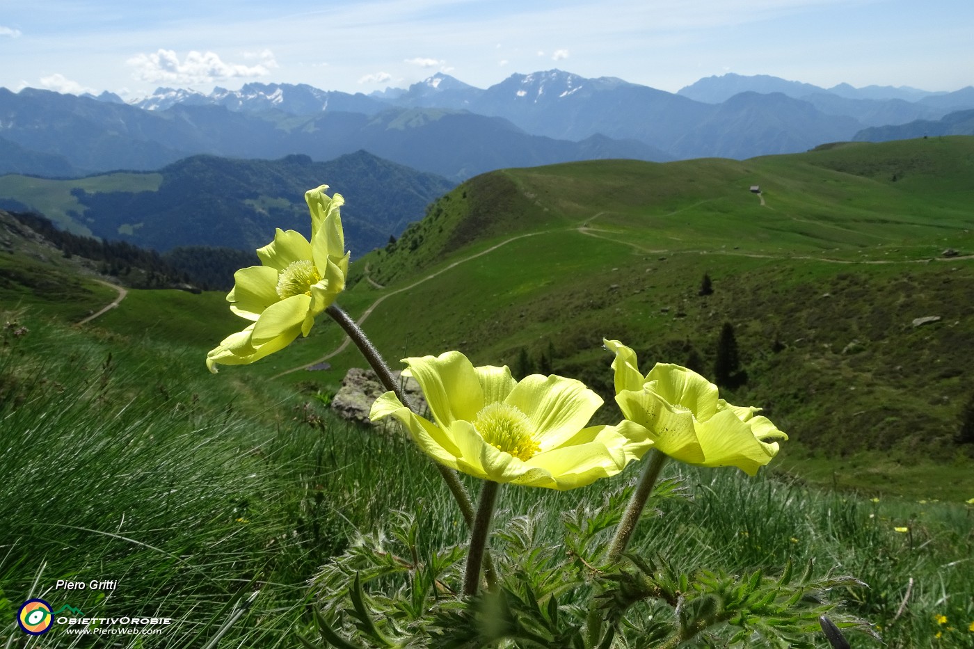 20 Fiori di pulsatilla alpina sulfurea con vista sui Piani dell'Avaro.JPG